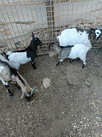 Capretti tibetani