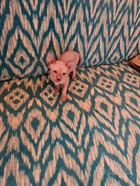 Canadian Sphynx