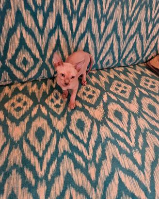 Canadian Sphynx