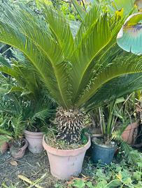 Cycas revolute