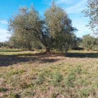 Terreno agricolo
