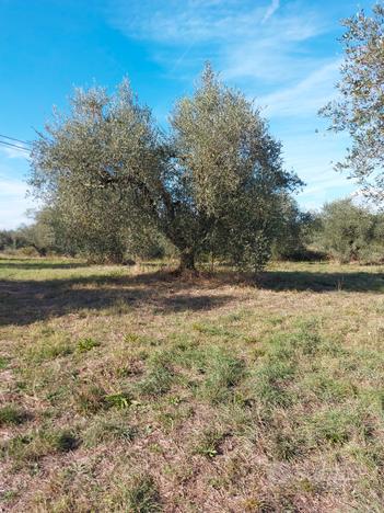 Terreno agricolo