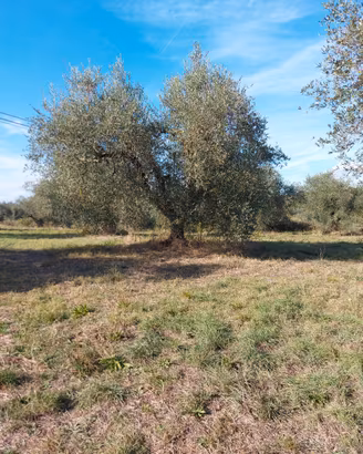 Terreno agricolo