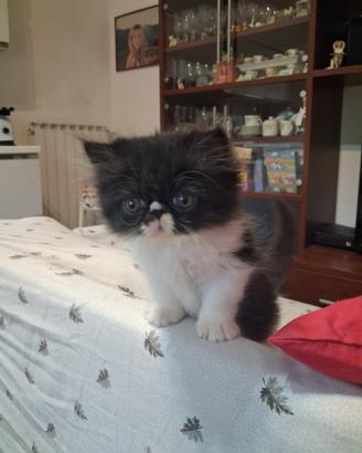 Gattino persiano