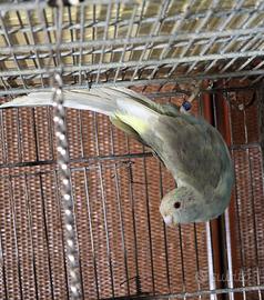 Kakariki cannella femmina selvatica