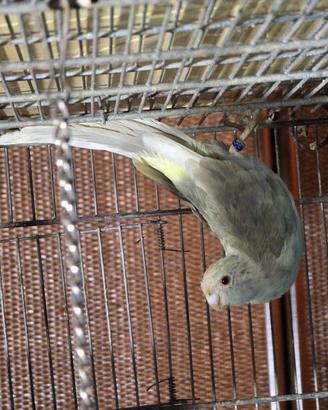 Kakariki cannella femmina selvatica
