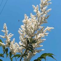 Arbusto perenne Sorbaria sorbifolia