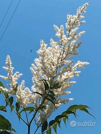 Arbusto perenne Sorbaria sorbifolia