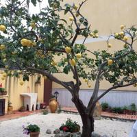 A pian terreno con giardino dal 12 settembre