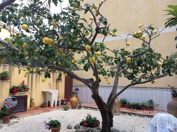 A pian terreno con giardino dal 12 settembre