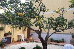 A pian terreno con giardino dal 12 settembre