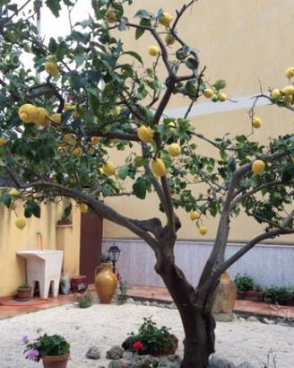 A pian terreno con giardino dal 12 settembre