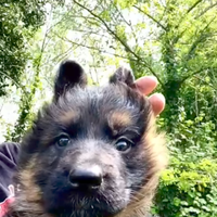 Cucciola di pastore tedesco pura