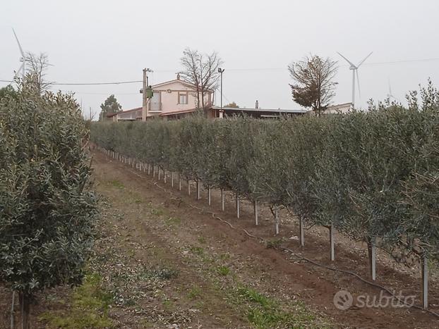 Azienda agricola con oliveti e fabbricati