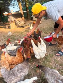 Galline Faraone