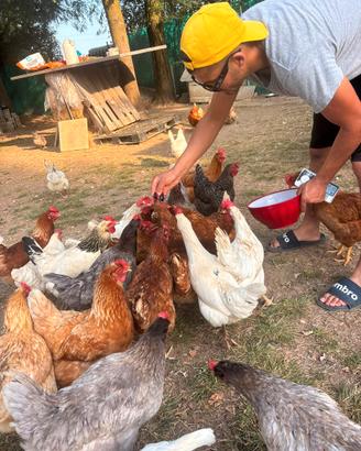 Galline Faraone