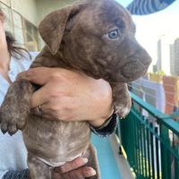 American Pit bull terrier
