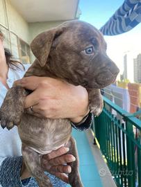 American Pit bull terrier