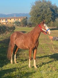 Quarter stagione di monta 2026