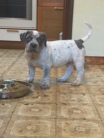 American bully XL tricolore