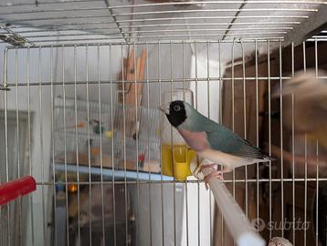 Diamante di gould blu femmina 2026