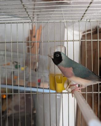 Diamante di gould blu femmina 2026