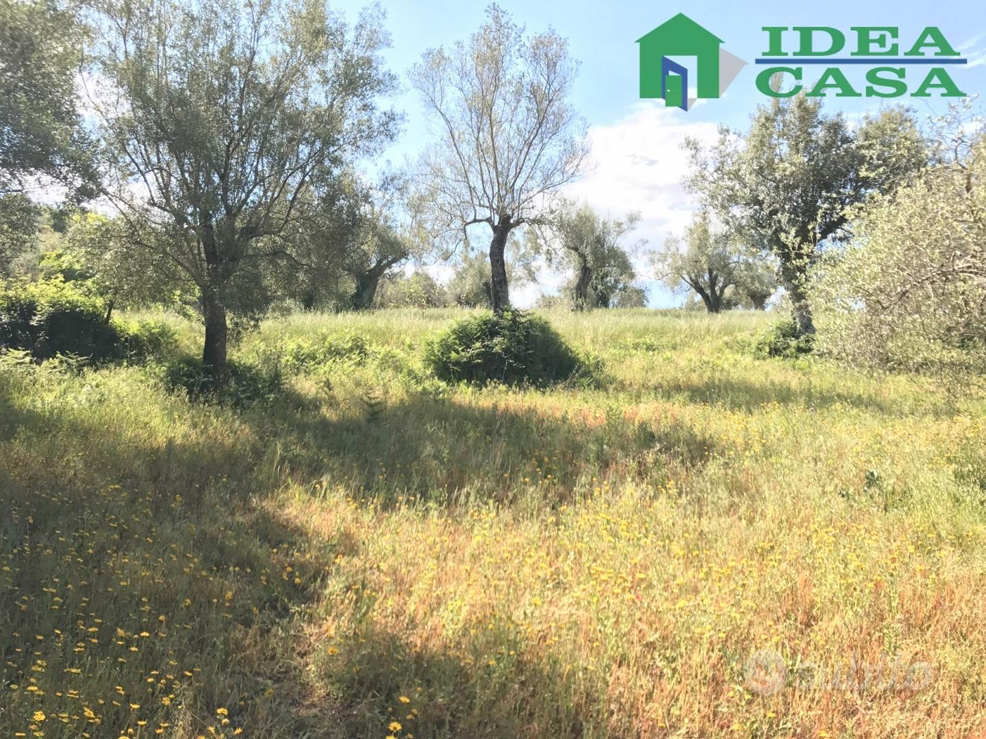 4.203 Mq terreno Agricolo - Vista 5