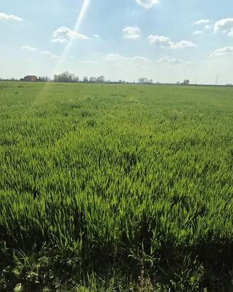 Terreno agricolo