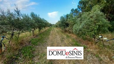 Uliveto milis