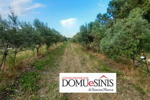 Uliveto milis