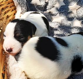 Cuccioli Jack Russell disponibili da fine agosto