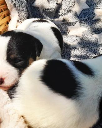 Cuccioli Jack Russell disponibili da fine agosto