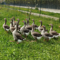 Oca di Tolosa Agricola