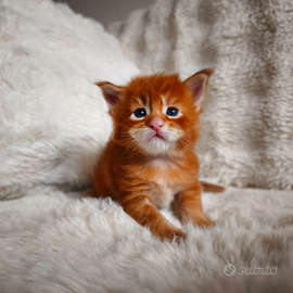 Maine Coon