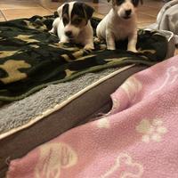 Ultimi cuccioli di jack russel