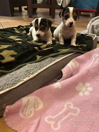 Ultimi cuccioli di jack russel