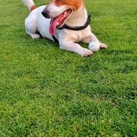 Jack russel per monta