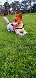 Jack russel per monta