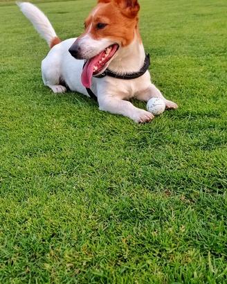 Jack russel per monta