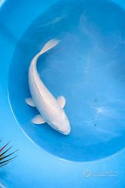 Carpe koi Platinum