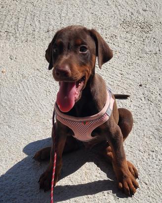 Dobermann