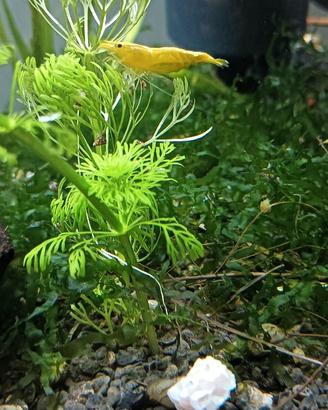 Caridine Yellow neon