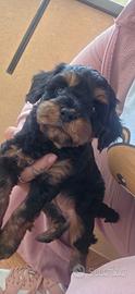 Maltipoo planton