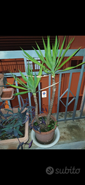Yucca, tronchetto della felicità