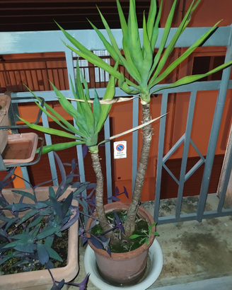 Yucca, tronchetto della felicità