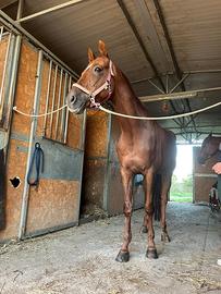 Cavallo per salto ostacoli