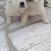 Cuccioli di pastore maremmano puri sono due femmin