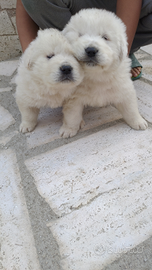 Cuccioli di pastore maremmano puri sono due femmin