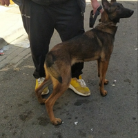 Pastore belga malinua