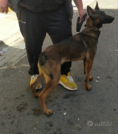 Pastore belga malinua